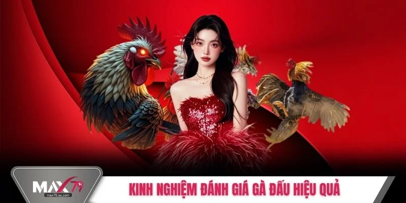 Kinh nghiệm đánh giá gà đấu hiệu quả