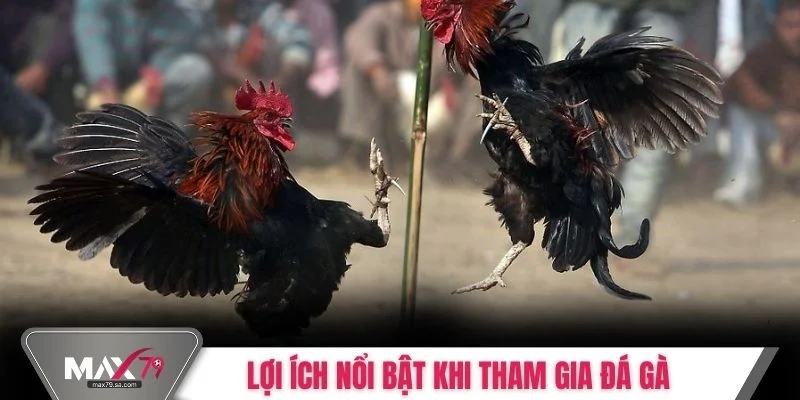 Lợi ích nổi bật khi tham gia đá gà trực tuyến