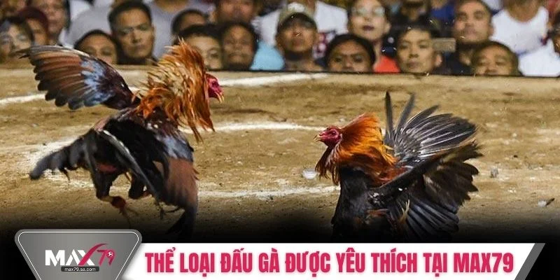 Thể loại đấu gà được yêu thích tại Max79